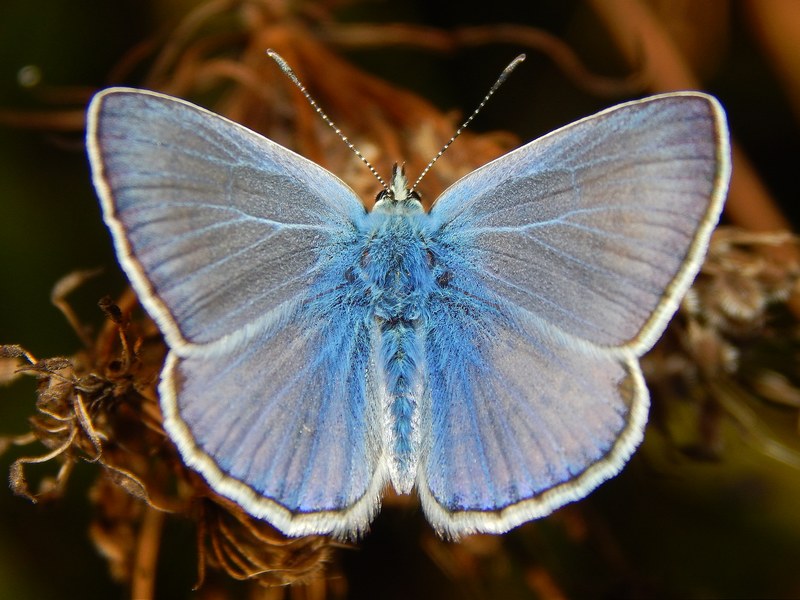 Lycaenidae da ID - Polyommatus (Polyommatus) icarus